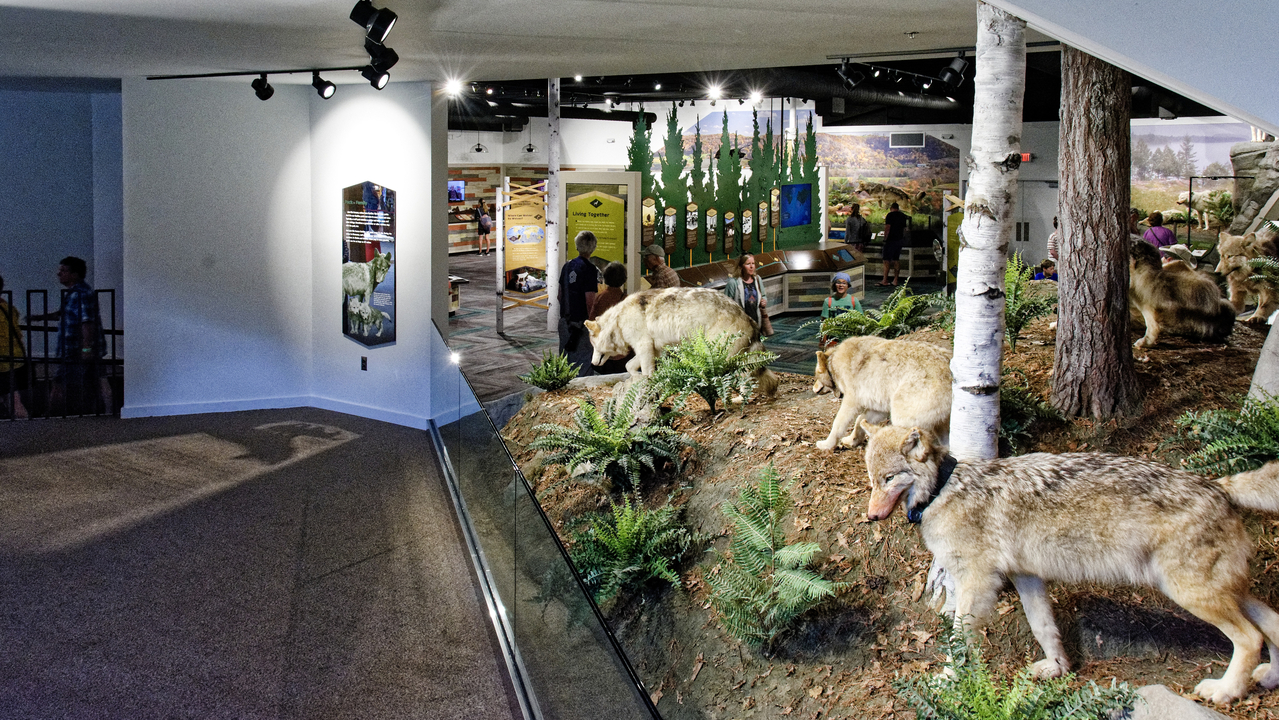 20190807-124300•International Wolf Center•Ely•Minnesota•USA